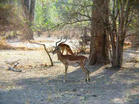 Kazuni Camp - Vwaza Malawi