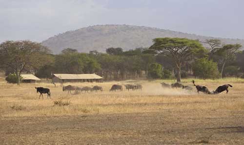 Ubuntu Migration Camp - Serengeti Tanzania