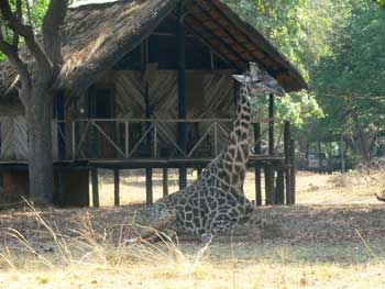 Croc Valley Camp - South Luangwa Zambia