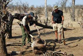 Leon Varley wandelsafari's - Hwange Zimbabwe