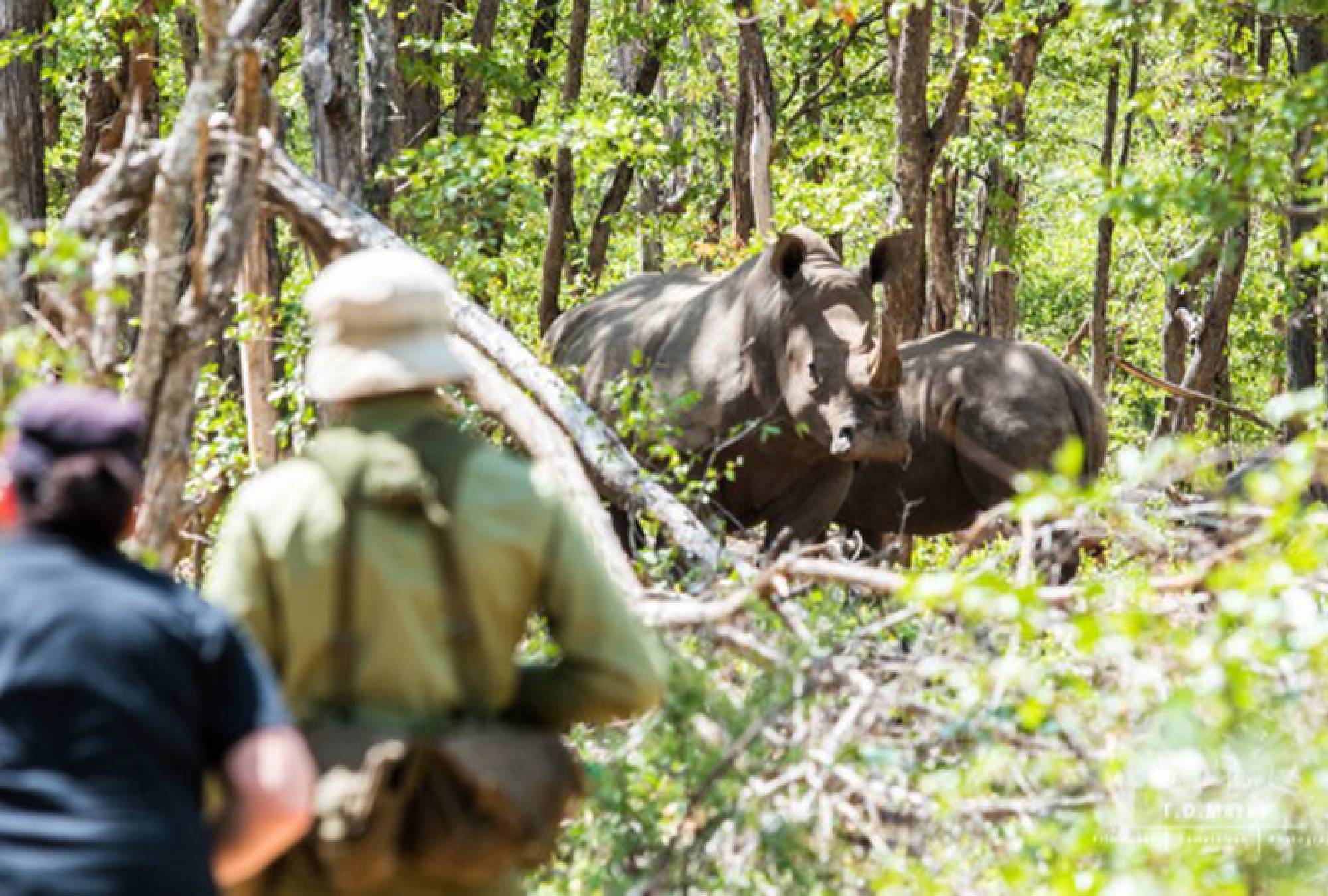 Mokore Camp - Save Valley Zimbabwe