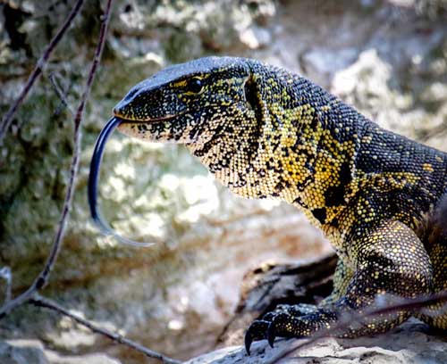 Saadani safari Tanzania