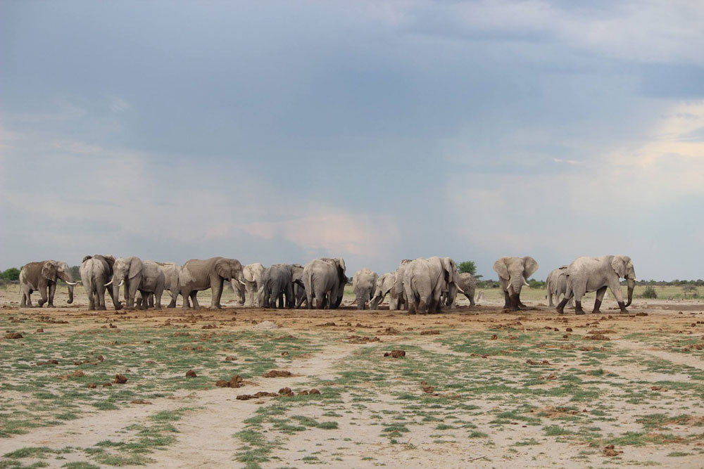 Magkadigadi Pans Safari Botswana