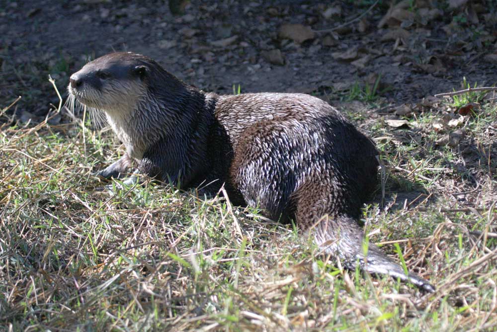 Nkhotakota Game Reserve Nkhotakota Game Reserve Malawi