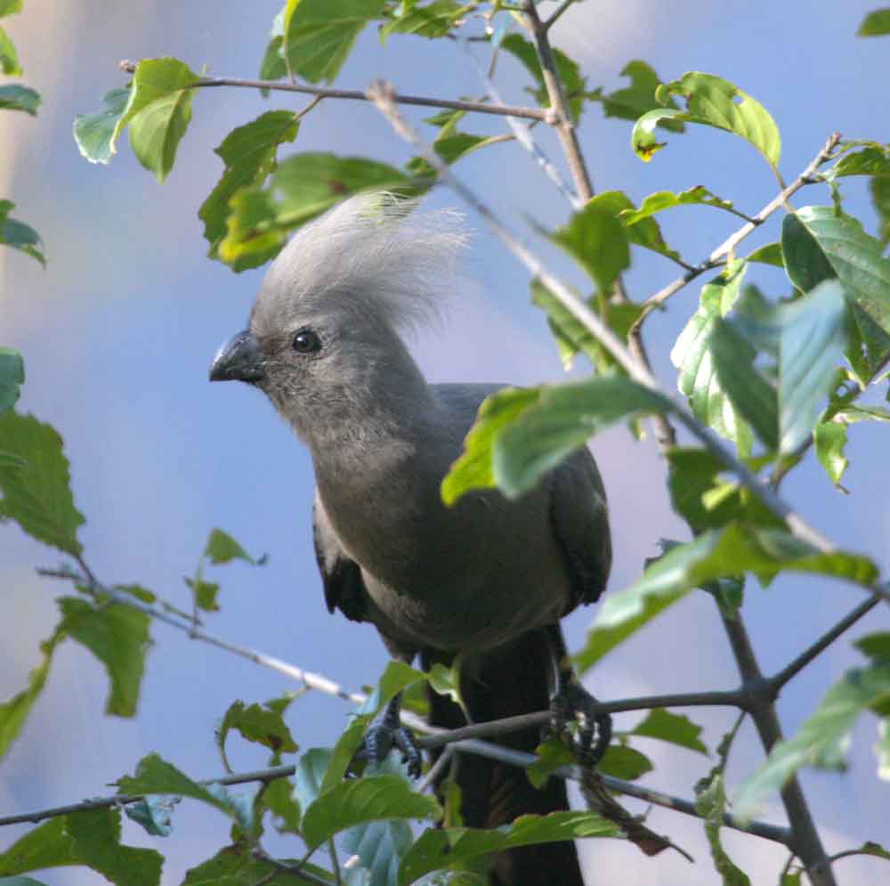 Nkhotakota Game Reserve Nkhotakota Game Reserve Malawi