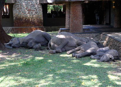 South Luangwa National Park Zambia