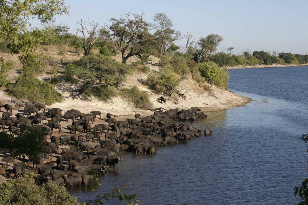 Chobe National Park Botswana
