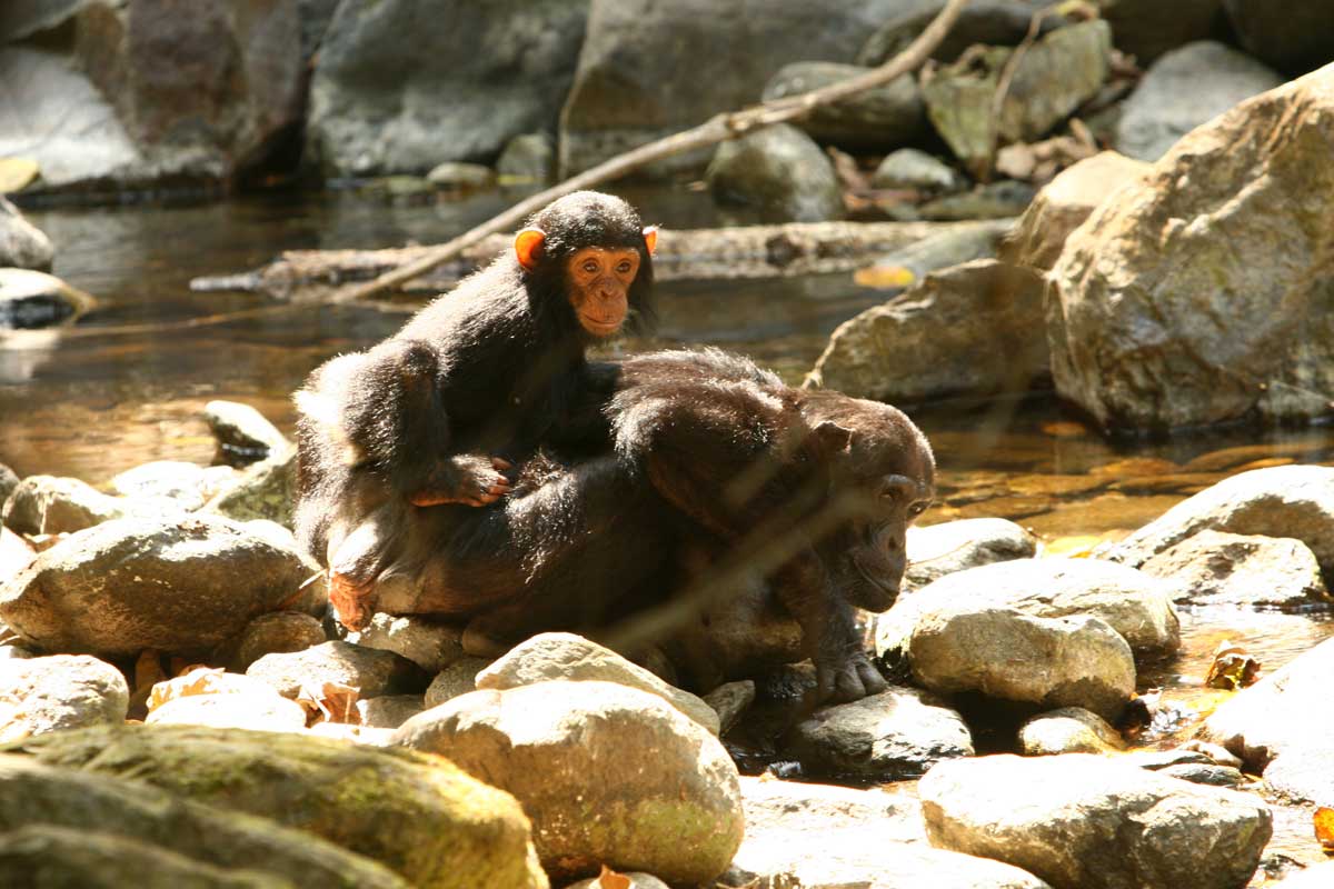 Gombe Stream - Chimpansee Trekking Tanzania