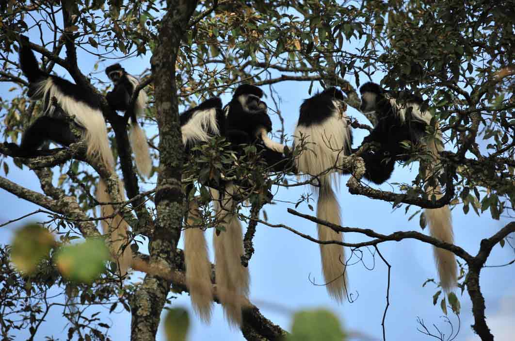 Mount Meru wandeling Tanzania