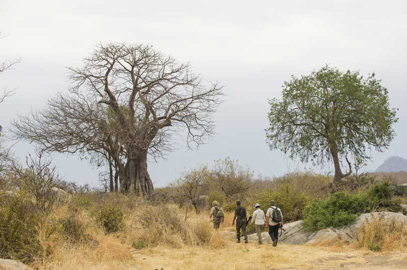 Ruaha Tanzania Ruaha safari Tanzania