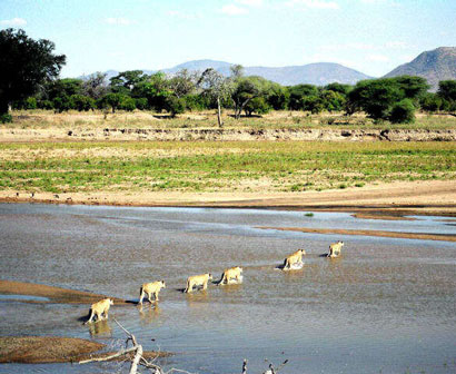 Ruaha Tanzania Ruaha safari Tanzania
